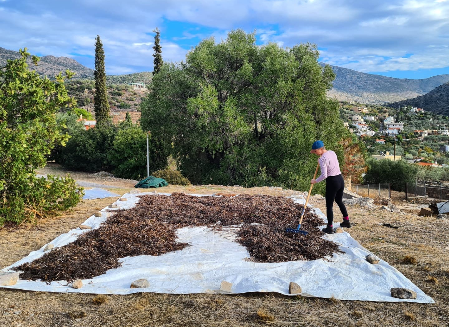 The Only Flowering Plant In The Ocean